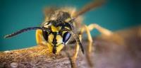 Dudes Bees Control Melbourne image 6